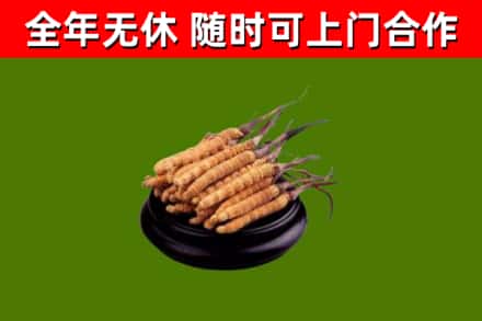 塔城回收散虫草